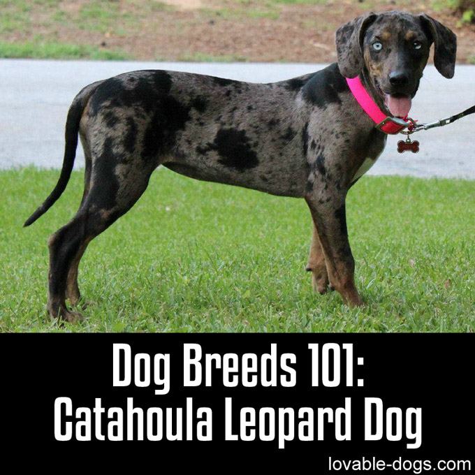 Dog Breeds 101 – Catahoula Leopard Dog - WP