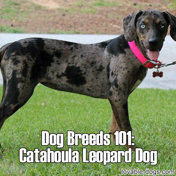 Dog Breeds 101 – Catahoula Leopard Dog