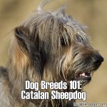 Dog Breeds 101: Catalan Sheepdog