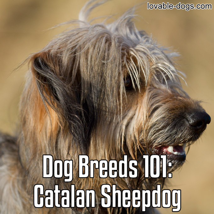 Dog Breeds 101 – Catalan Sheepdog - WP