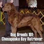 Dog Breeds 101: Chesapeake Bay Retriever