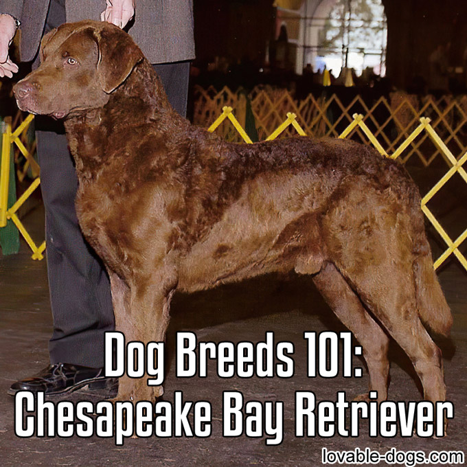 Dog Breeds 101 – Chesapeake Bay Retriever - WP