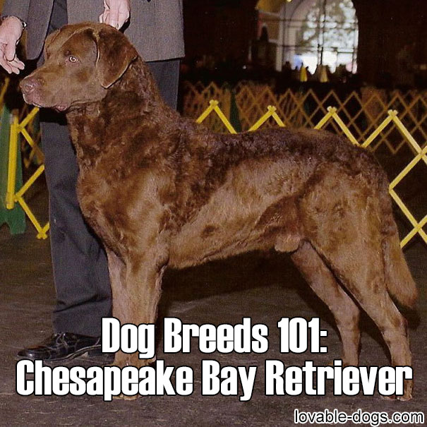 Dog Breeds 101 – Chesapeake Bay Retriever