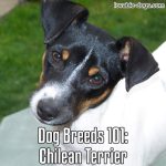 Dog Breeds 101: Chilean Terrier