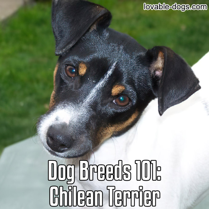 Dog Breeds 101 – Chilean Terrier - WP