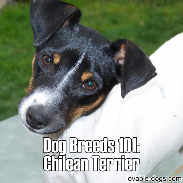 Dog Breeds 101 – Chilean Terrier
