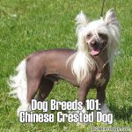 Dog Breeds 101: Chinese Crested Dog