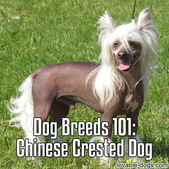 Dog Breeds 101 – Chinese Crested Dog - WP