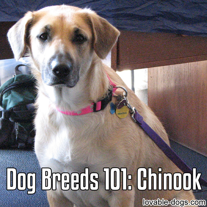 Dog Breeds 101 – Chinook - WP