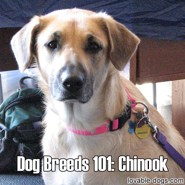 Dog Breeds 101 – Chinook