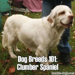 Dog Breeds 101: Clumber Spaniel