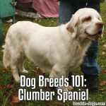 Dog Breeds 101: Clumber Spaniel