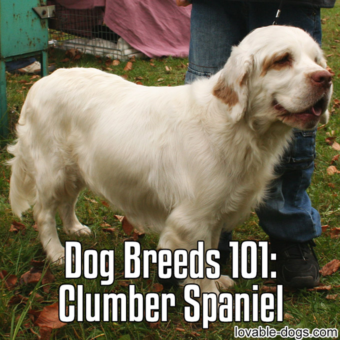 Dog Breeds 101 – Clumber Spaniel - WP