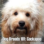 Dog Breeds 101: Cockapoo
