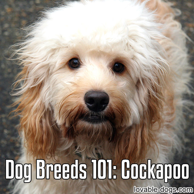 Dog Breeds 101 – Cockapoo - WP