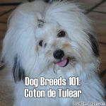 Dog Breeds 101: Coton de Tulear