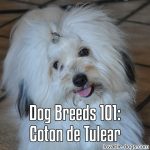 Dog Breeds 101: Coton de Tulear