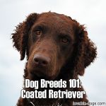 Dog Breeds 101: Curly Coated Retriever