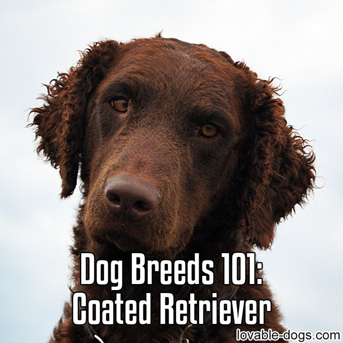Dog Breeds 101 – Curly Coated Retriever - WP