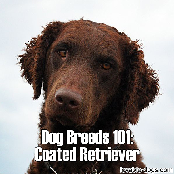Dog Breeds 101 – Curly Coated Retriever
