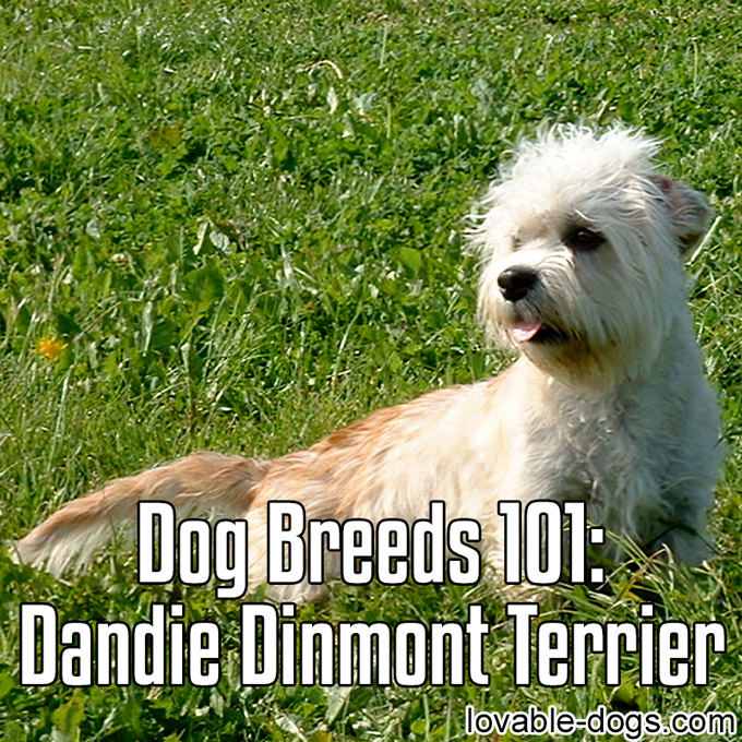 Dog Breeds 101 – Dandie Dinmont Terrier - WP