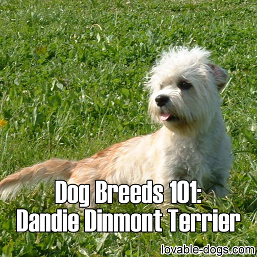 Dog Breeds 101 – Dandie Dinmont Terrier