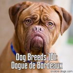 Dog Breeds 101: Dogue de Bordeaux
