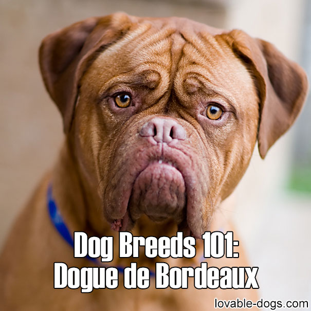Dog Breeds 101 – Dogue de Bordeaux