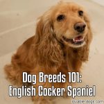 Dog Breeds 101: English Cocker Spaniel