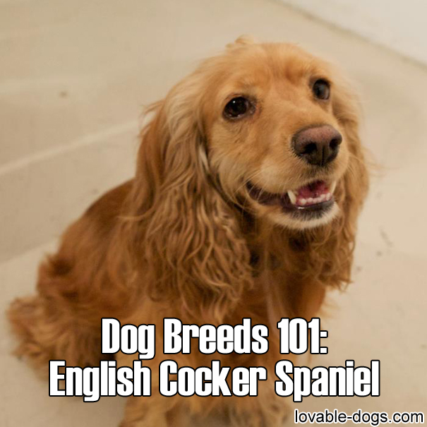 Dog Breeds 101 – English Cocker Spaniel