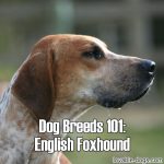 Dog Breeds 101: English Foxhound
