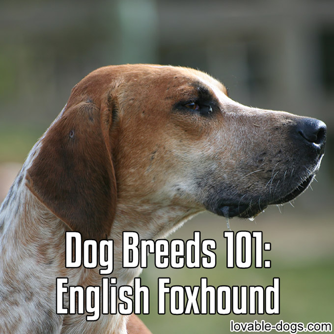Dog Breeds 101 – English Foxhound - WP