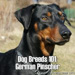 Dog Breeds 101: German Pinscher