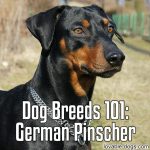 Dog Breeds 101: German Pinscher