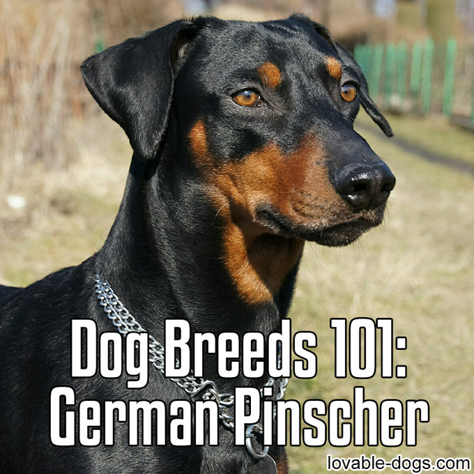 Dog Breeds 101 – German Pinscher - WP