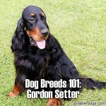 Dog Breeds 101: Gordon Setter