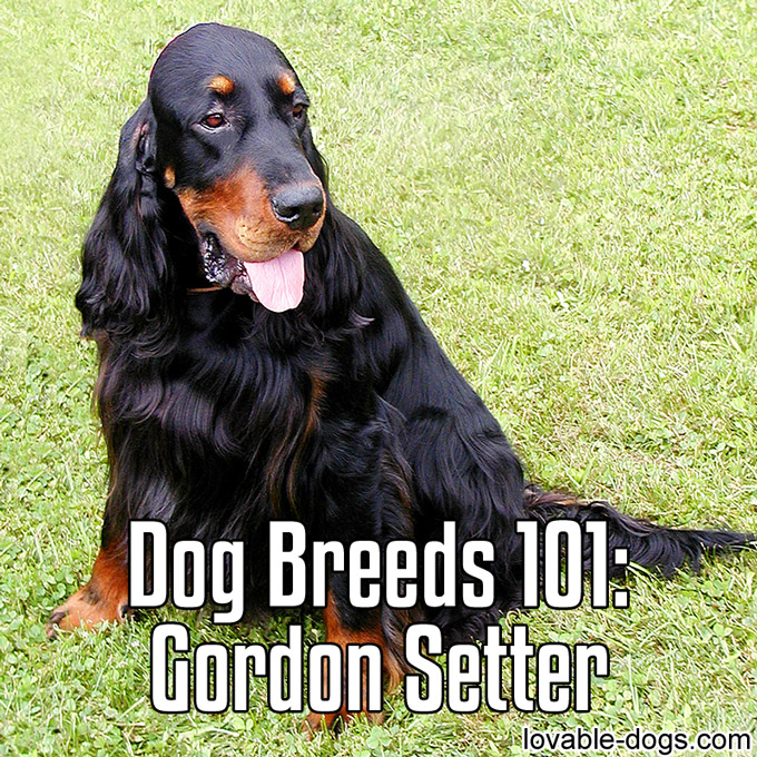 Dog Breeds 101 – Gordon Setter - WP
