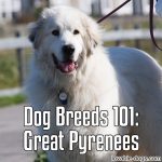 Dog Breeds 101: Great Pyrenees