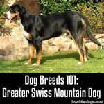 Dog Breeds 101: Greater Swiss Mountain Dog