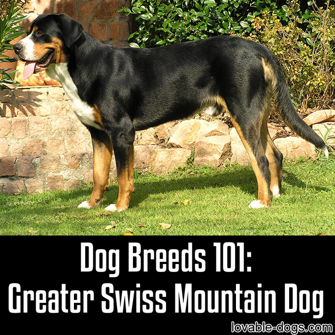 Dog Breeds 101 – Greater Swiss Mountain Dog - WP