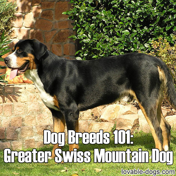 Dog Breeds 101 – Greater Swiss Mountain Dog
