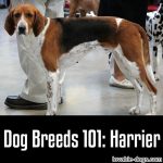 Dog Breeds 101: Harrier