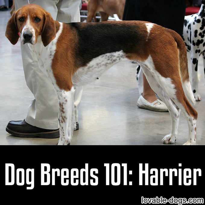 Dog Breeds 101 – Harrier - WP