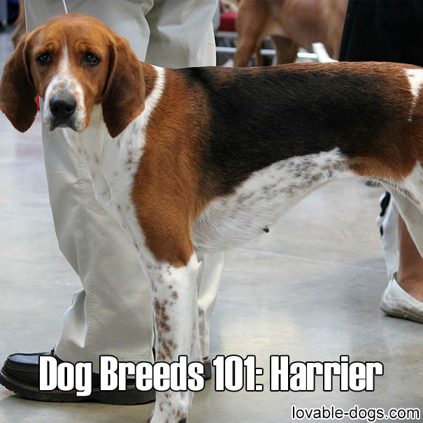 Dog Breeds 101 – Harrier