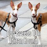 Dog Breeds 101: Ibizan Hound