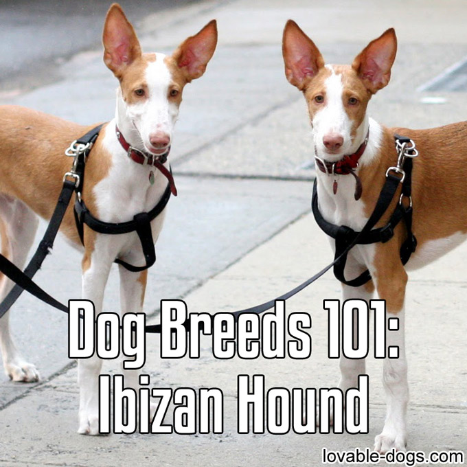 Dog Breeds 101 – Ibizan Hound - WP