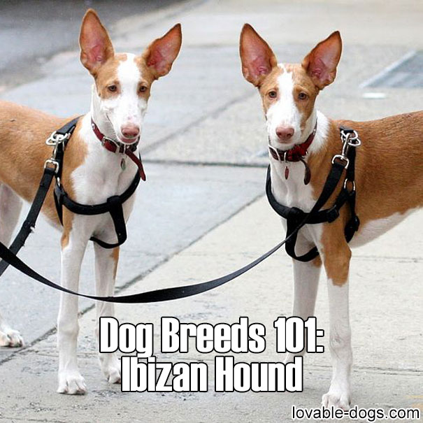 Dog Breeds 101 – Ibizan Hound