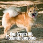 Dog Breeds 101: Icelandic Sheepdog
