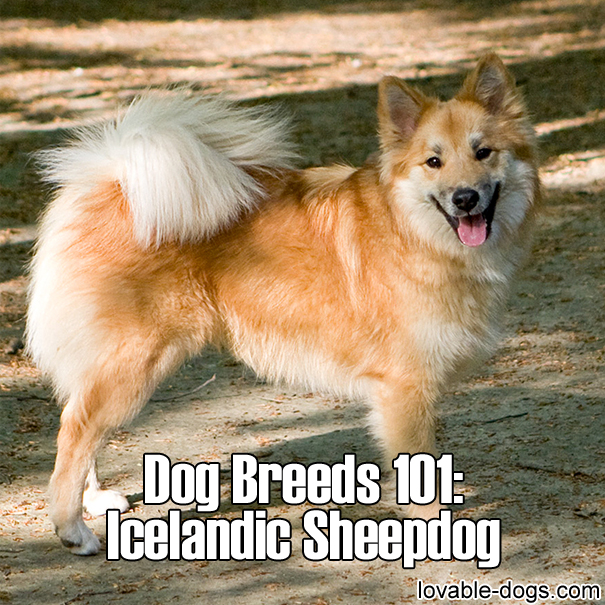 Dog Breeds 101 – Icelandic Sheepdog