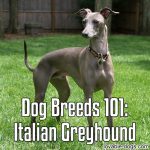 Dog Breeds 101: Italian Greyhound